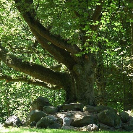 Jadgschloss Zu Hohen Niendorf Bagian luar foto